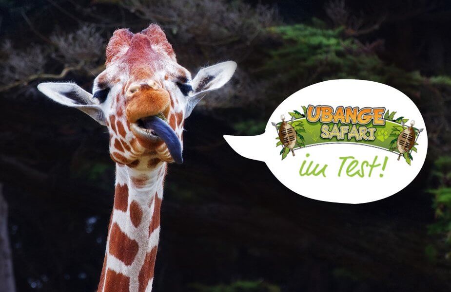 Giraffe streckt die Zunge raus und sagt: Ubange Safari im Test!