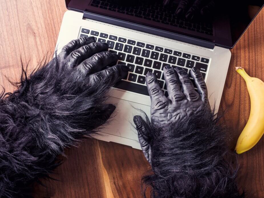 Affe und Laptop geht zusammen: bei Ubange Safari im Einsatz